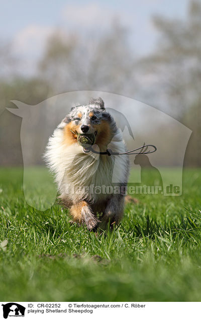 spielender Sheltie / playing Shetland Sheepdog / CR-02252