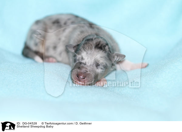 Sheltie Baby / Shetland Sheepdog Baby / DG-04528