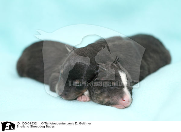 Sheltie Babys / Shetland Sheepdog Babys / DG-04532