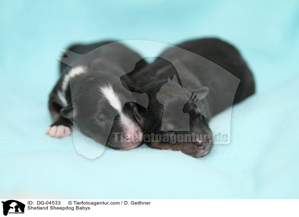 Sheltie Babys / Shetland Sheepdog Babys / DG-04533