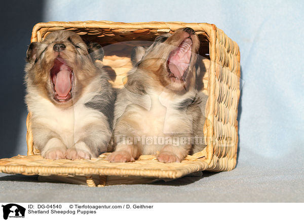 Shetland Sheepdog Puppies / DG-04540