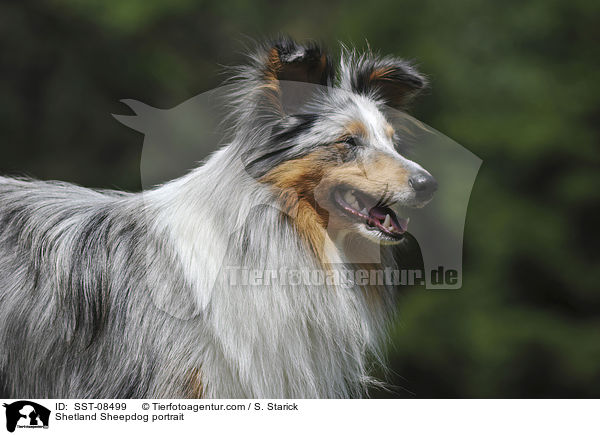 Sheltie Portrait / Shetland Sheepdog portrait / SST-08499