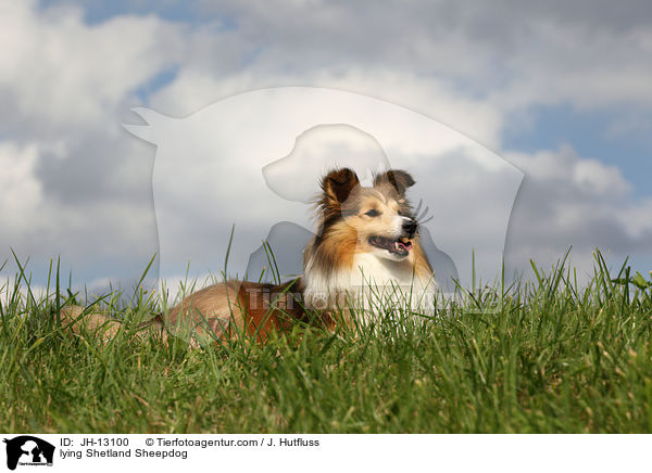 liegender Sheltie / lying Shetland Sheepdog / JH-13100