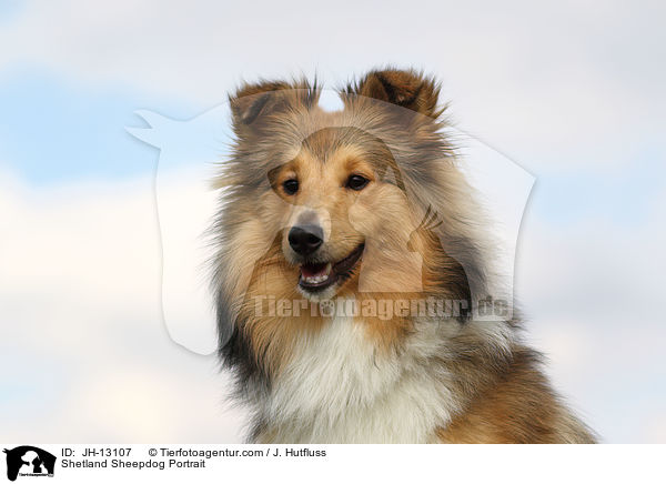 Sheltie Portrait / Shetland Sheepdog Portrait / JH-13107