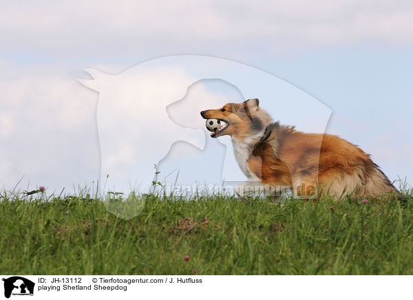 spielender Sheltie / playing Shetland Sheepdog / JH-13112