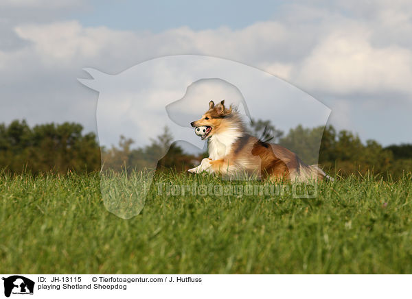 spielender Sheltie / playing Shetland Sheepdog / JH-13115