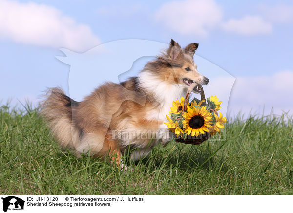 Shetland Sheepdog retrieves flowers / JH-13120