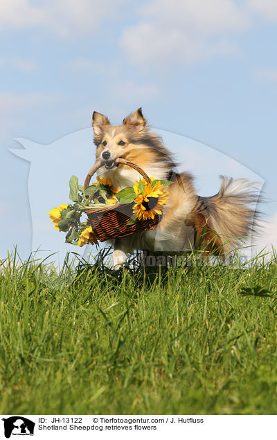 Shetland Sheepdog retrieves flowers / JH-13122