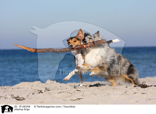 spielende Hunde / playing dogs / IF-08348