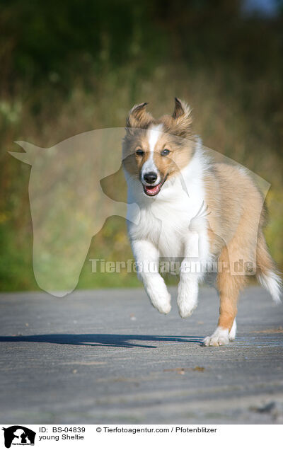 junger Sheltie / young Sheltie / BS-04839
