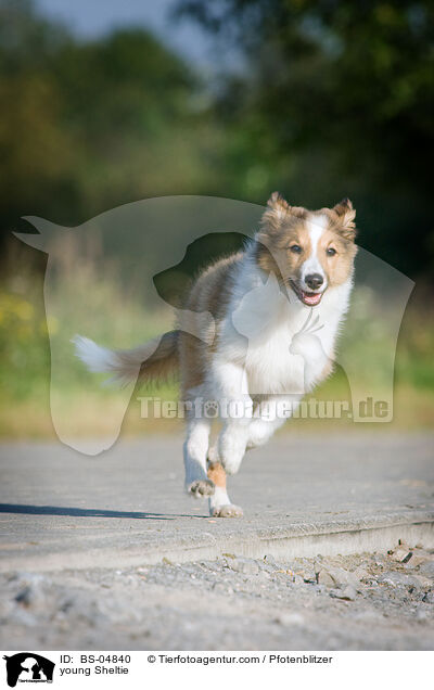 junger Sheltie / young Sheltie / BS-04840