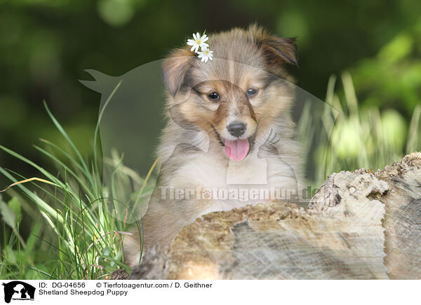 Sheltie Welpe / Shetland Sheepdog Puppy / DG-04656