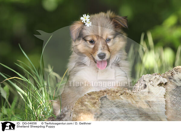 Shetland Sheepdog Puppy / DG-04656