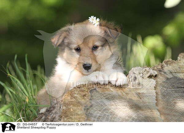 Shetland Sheepdog Puppy / DG-04657