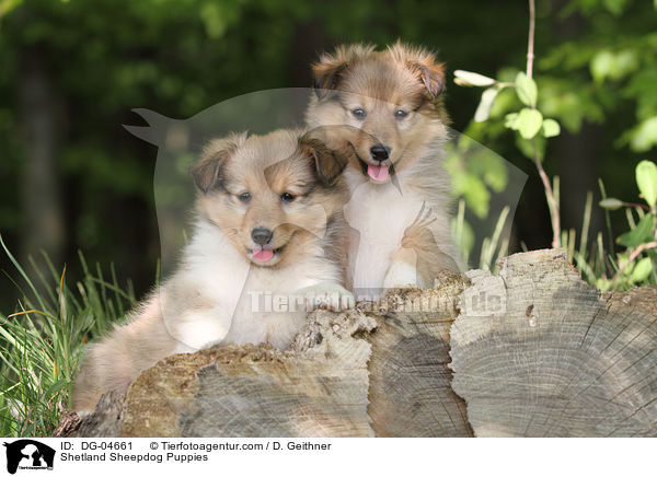 Sheltie Welpen / Shetland Sheepdog Puppies / DG-04661