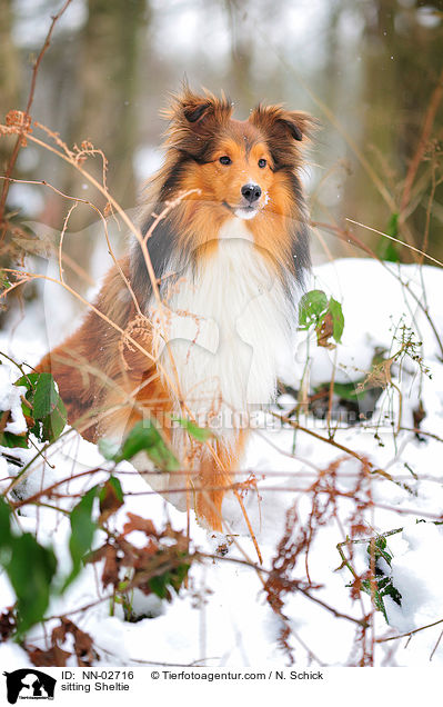 sitzender Sheltie / sitting Sheltie / NN-02716