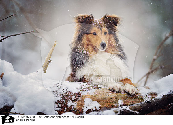 Sheltie Portrait / NN-02720