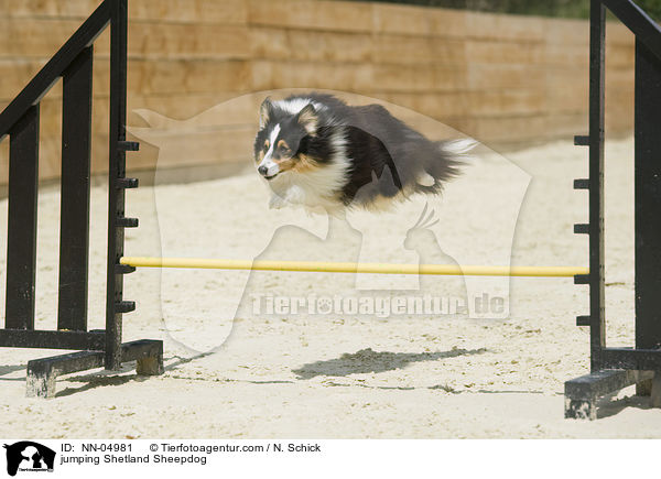 springender Sheltie / jumping Shetland Sheepdog / NN-04981