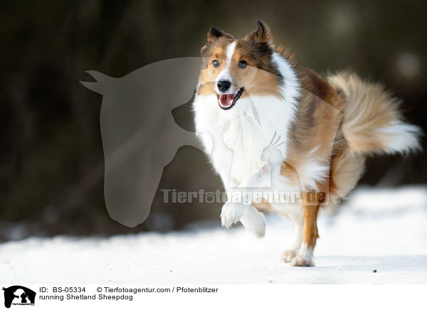 running Shetland Sheepdog / BS-05334