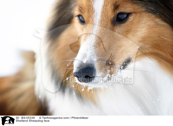 Sheltie Gesicht / Shetland Sheepdog face / BS-05338