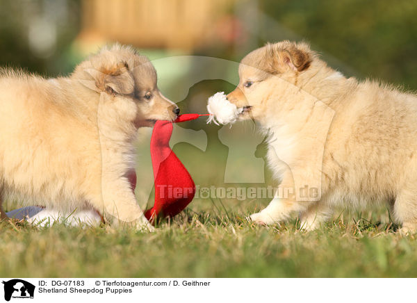 Sheltie Welpen / Shetland Sheepdog Puppies / DG-07183