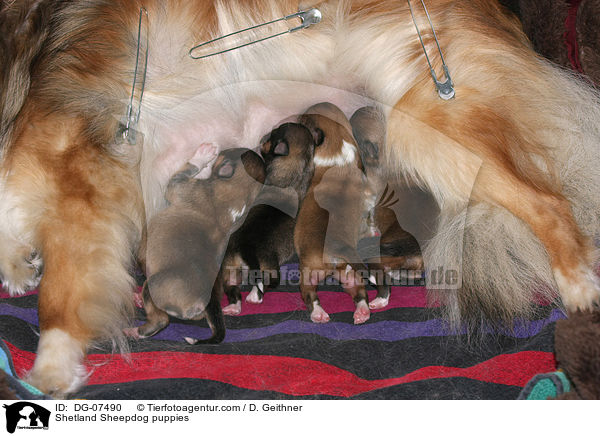 Sheltie Welpen / Shetland Sheepdog puppies / DG-07490