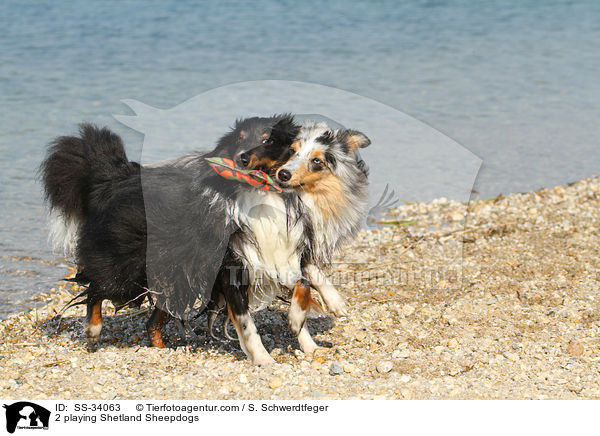 2 spielende Shelties / 2 playing Shetland Sheepdogs / SS-34063