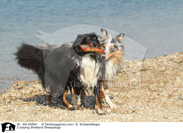 2 spielende Shelties / 2 playing Shetland Sheepdogs / SS-34064