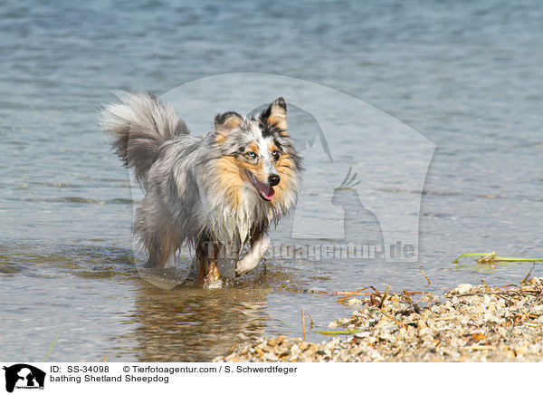 badender Sheltie / bathing Shetland Sheepdog / SS-34098