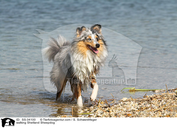laufender Sheltie / walking Shetland Sheepdog / SS-34100
