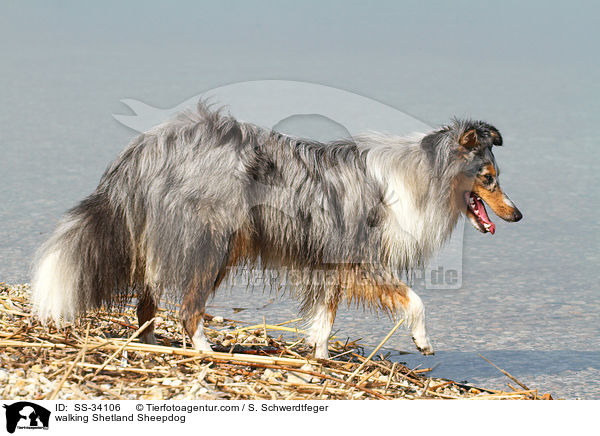 laufender Sheltie / walking Shetland Sheepdog / SS-34106