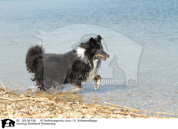 rennender Sheltie / running Shetland Sheepdog / SS-34156
