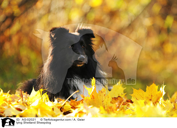 liegender Sheltie / lying Shetland Sheepdog / AG-02021