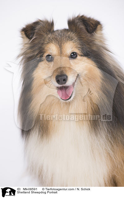 Sheltie Portrait / Shetland Sheepdog Portrait / NN-08591