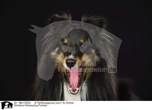 Sheltie Portrait / Shetland Sheepdog Portrait / NN-13520