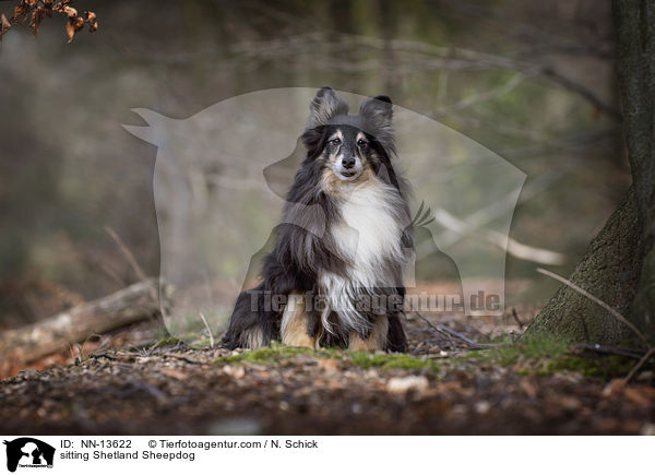 sitzender Sheltie / sitting Shetland Sheepdog / NN-13622