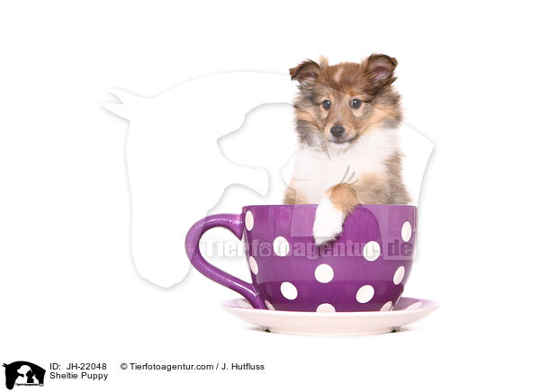 Sheltie Welpe / Sheltie Puppy / JH-22048