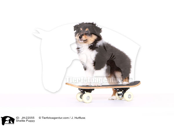 Sheltie Welpe / Sheltie Puppy / JH-22055