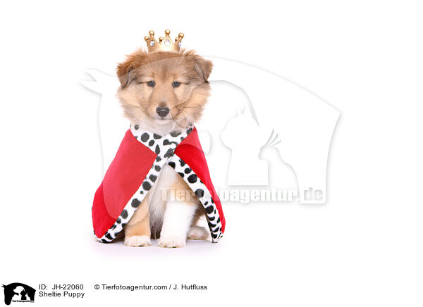 Sheltie Welpe / Sheltie Puppy / JH-22060