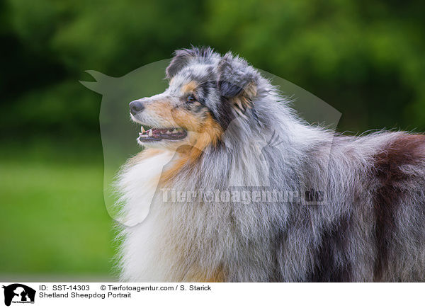 Sheltie Portrait / Shetland Sheepdog Portrait / SST-14303