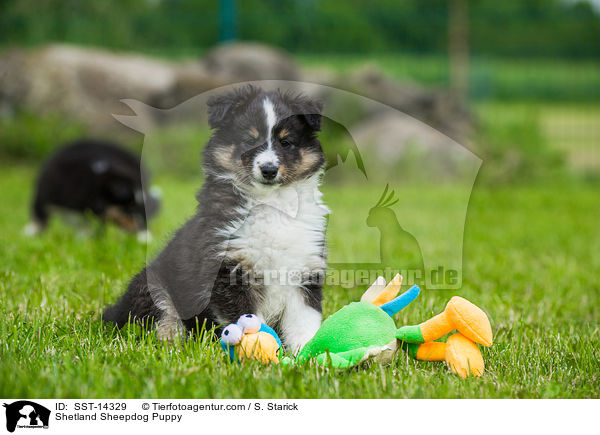 Sheltie Welpe / Shetland Sheepdog Puppy / SST-14329