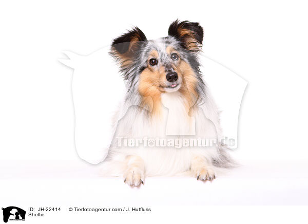 Sheltie / Sheltie / JH-22414
