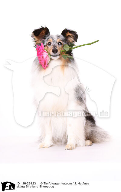 sitzender Sheltie / sitting Shetland Sheepdog / JH-22423