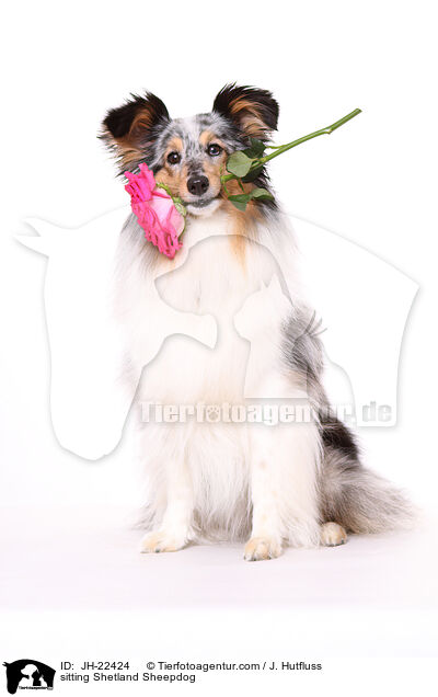 sitting Shetland Sheepdog / JH-22424