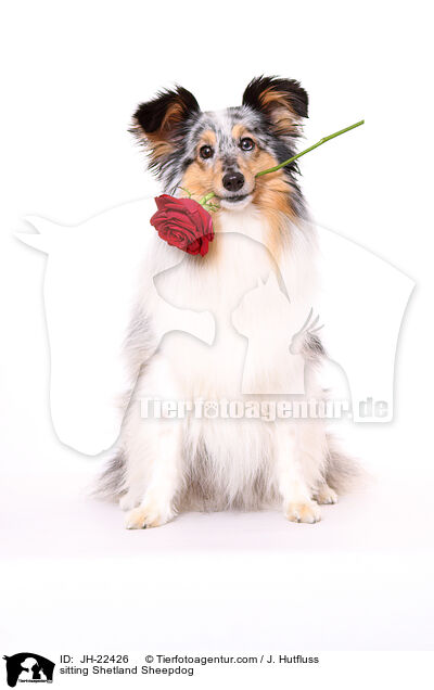 sitting Shetland Sheepdog / JH-22426