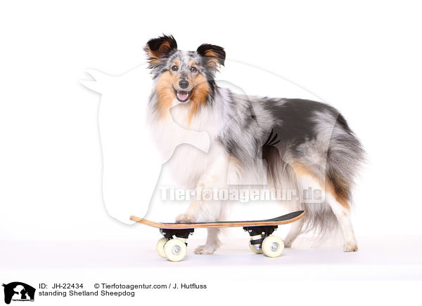 stehender Sheltie / standing Shetland Sheepdog / JH-22434