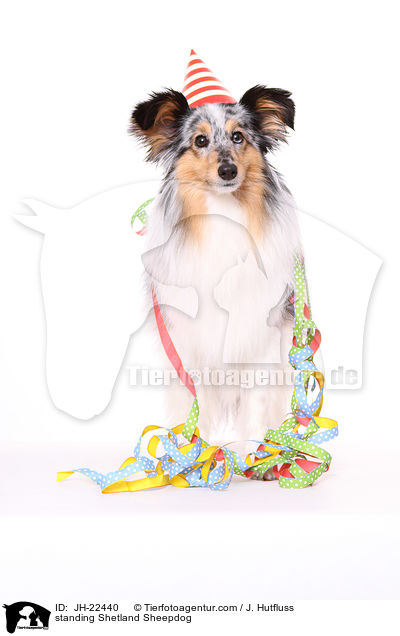 stehender Sheltie / standing Shetland Sheepdog / JH-22440