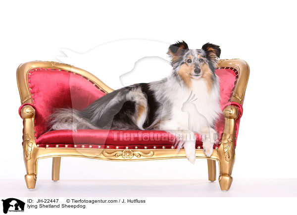 liegender Sheltie / lying Shetland Sheepdog / JH-22447