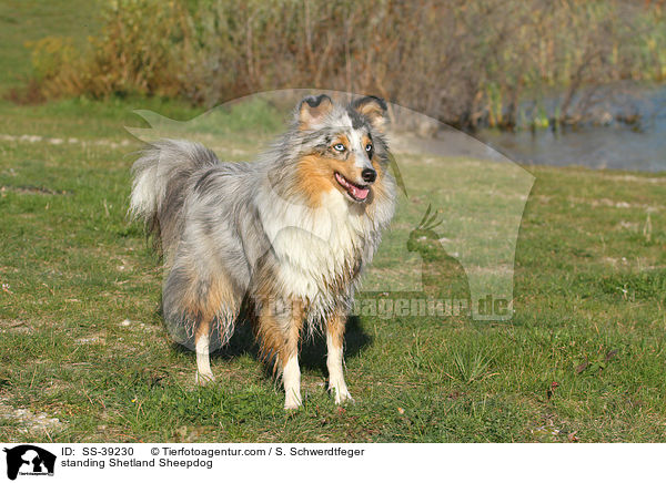 stehender Sheltie / standing Shetland Sheepdog / SS-39230