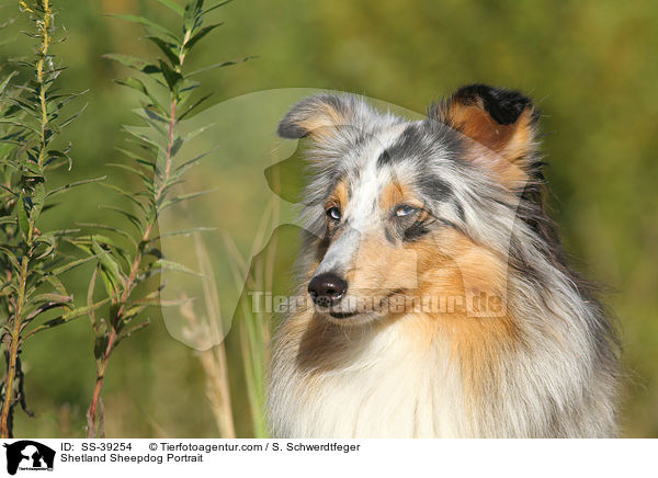 Sheltie Portrait / Shetland Sheepdog Portrait / SS-39254